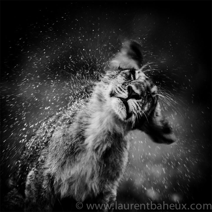 decouvrez-les-animaux-dafrique-comme-vous-ne-les-avez-jamais-vus-avec-les-exceptionnelles-photographies-de-laurent23