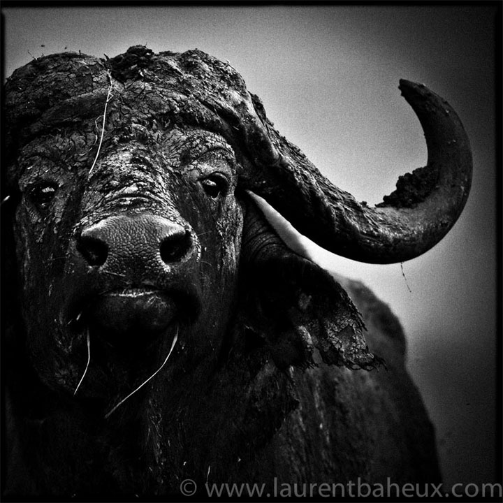 decouvrez-les-animaux-dafrique-comme-vous-ne-les-avez-jamais-vus-avec-les-exceptionnelles-photographies-de-laurent24