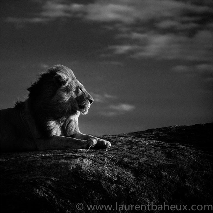 decouvrez-les-animaux-dafrique-comme-vous-ne-les-avez-jamais-vus-avec-les-exceptionnelles-photographies-de-laurent25