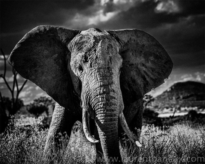 decouvrez-les-animaux-dafrique-comme-vous-ne-les-avez-jamais-vus-avec-les-exceptionnelles-photographies-de-laurent26