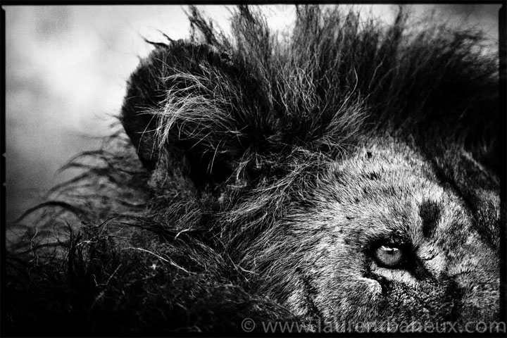 decouvrez-les-animaux-dafrique-comme-vous-ne-les-avez-jamais-vus-avec-les-exceptionnelles-photographies-de-laurent28