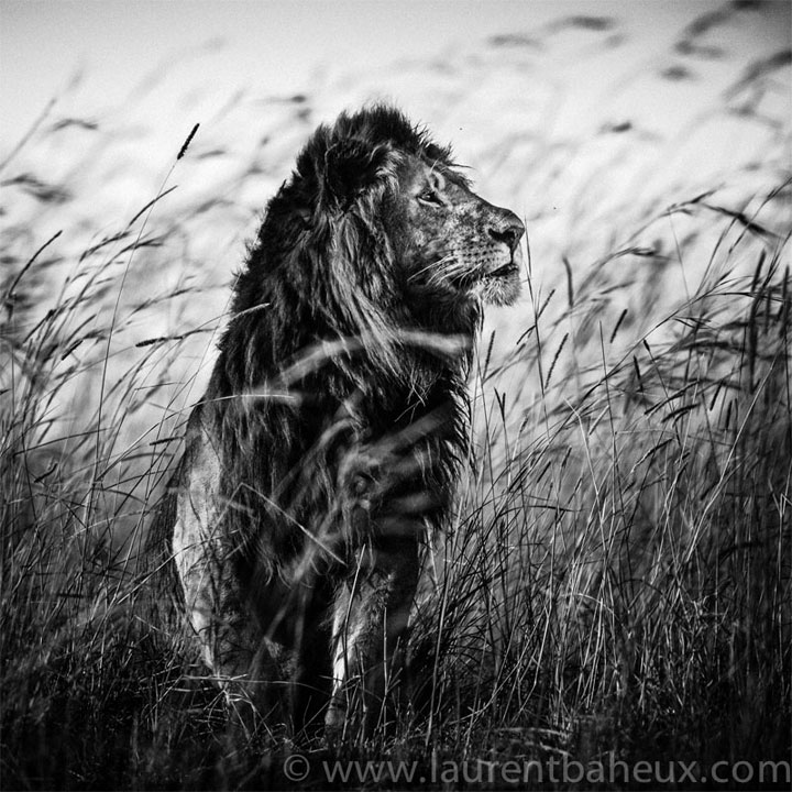 decouvrez-les-animaux-dafrique-comme-vous-ne-les-avez-jamais-vus-avec-les-exceptionnelles-photographies-de-laurent29
