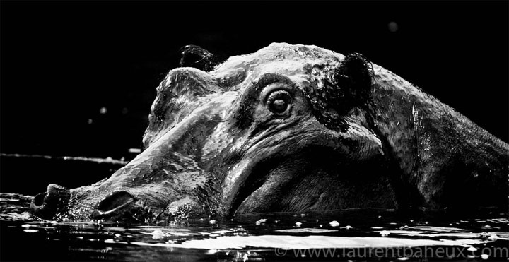 decouvrez-les-animaux-dafrique-comme-vous-ne-les-avez-jamais-vus-avec-les-exceptionnelles-photographies-de-laurent3