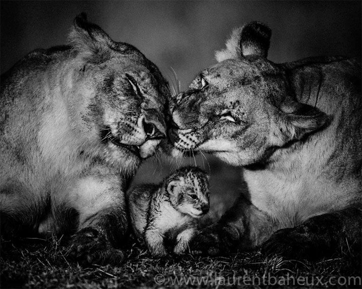 decouvrez-les-animaux-dafrique-comme-vous-ne-les-avez-jamais-vus-avec-les-exceptionnelles-photographies-de-laurent30