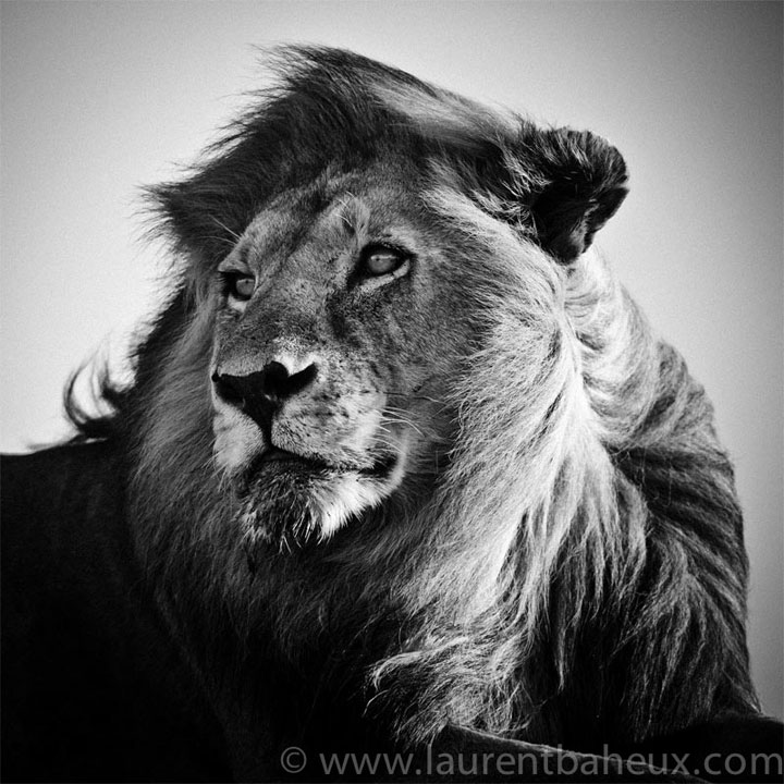 decouvrez-les-animaux-dafrique-comme-vous-ne-les-avez-jamais-vus-avec-les-exceptionnelles-photographies-de-laurent31