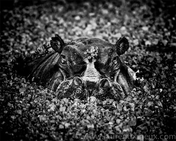 decouvrez-les-animaux-dafrique-comme-vous-ne-les-avez-jamais-vus-avec-les-exceptionnelles-photographies-de-laurent32