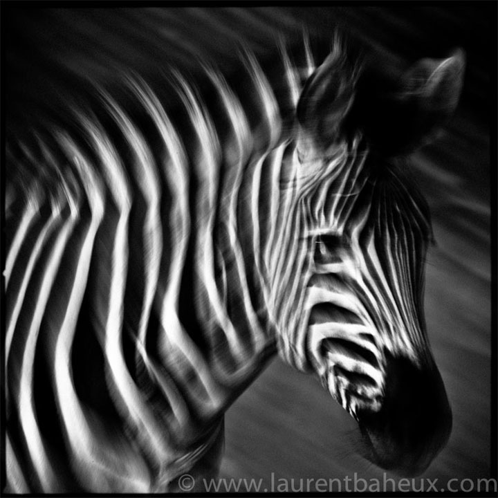 decouvrez-les-animaux-dafrique-comme-vous-ne-les-avez-jamais-vus-avec-les-exceptionnelles-photographies-de-laurent33