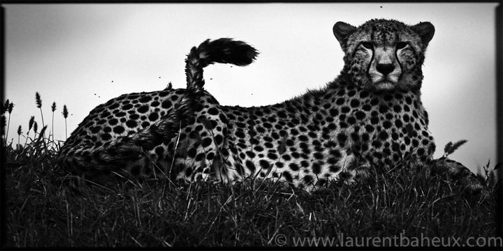 decouvrez-les-animaux-dafrique-comme-vous-ne-les-avez-jamais-vus-avec-les-exceptionnelles-photographies-de-laurent34