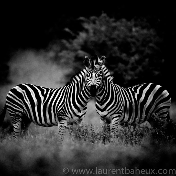 decouvrez-les-animaux-dafrique-comme-vous-ne-les-avez-jamais-vus-avec-les-exceptionnelles-photographies-de-laurent35