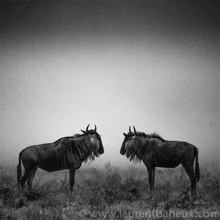 decouvrez-les-animaux-dafrique-comme-vous-ne-les-avez-jamais-vus-avec-les-exceptionnelles-photographies-de-laurent36