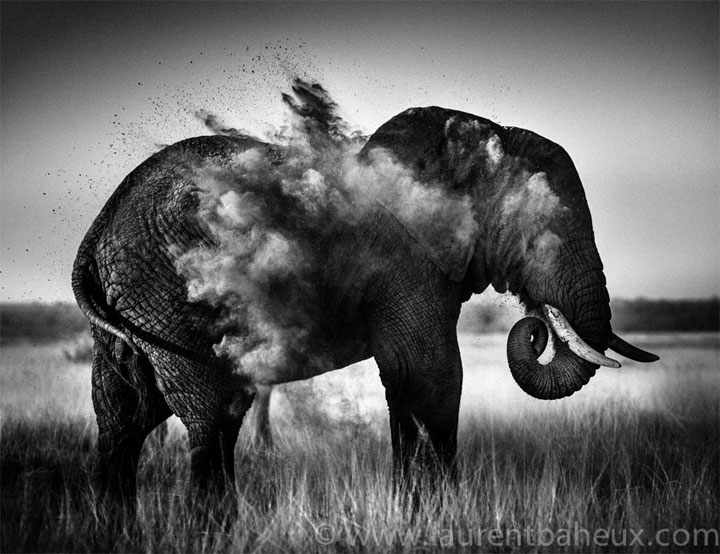 decouvrez-les-animaux-dafrique-comme-vous-ne-les-avez-jamais-vus-avec-les-exceptionnelles-photographies-de-laurent38