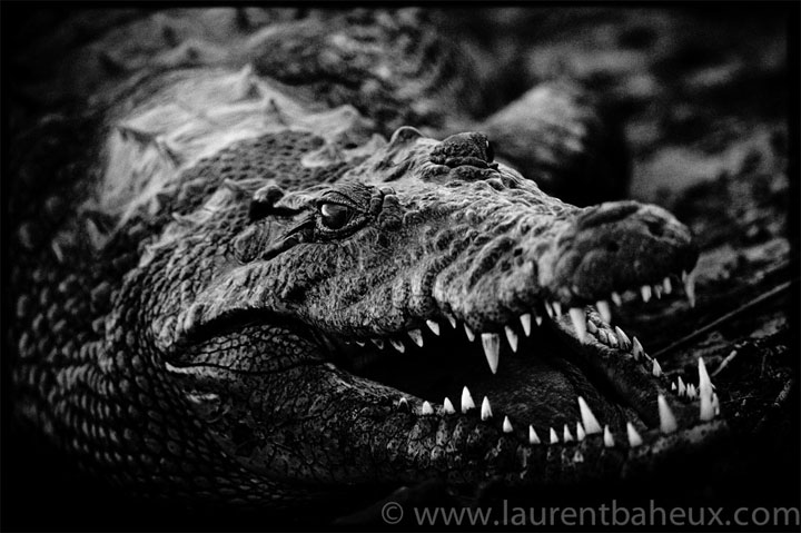 decouvrez-les-animaux-dafrique-comme-vous-ne-les-avez-jamais-vus-avec-les-exceptionnelles-photographies-de-laurent39