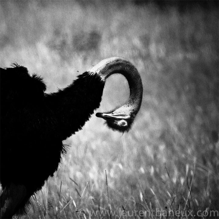 decouvrez-les-animaux-dafrique-comme-vous-ne-les-avez-jamais-vus-avec-les-exceptionnelles-photographies-de-laurent4