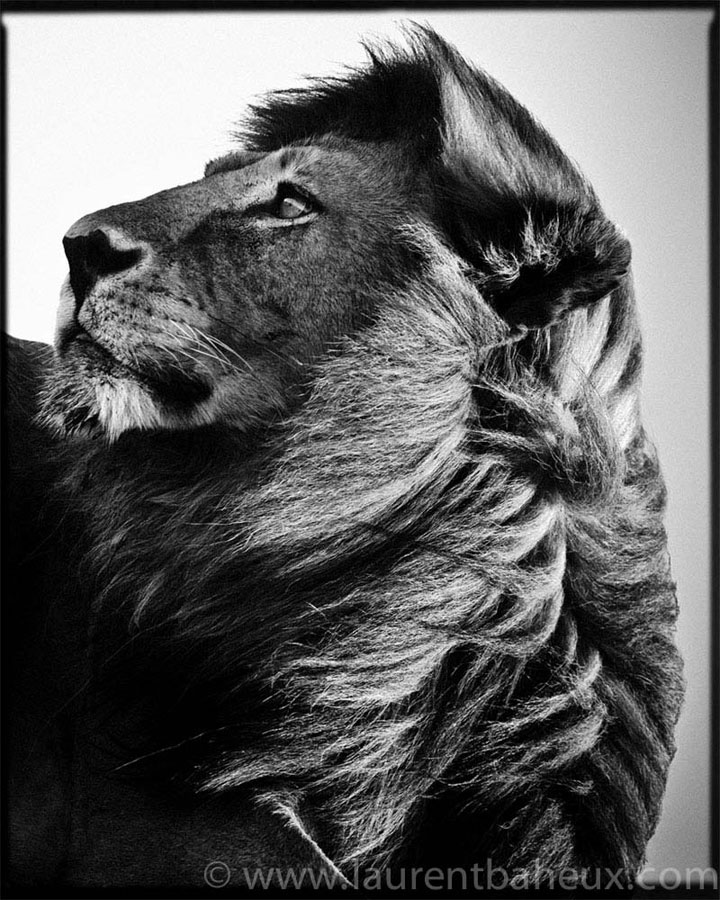 decouvrez-les-animaux-dafrique-comme-vous-ne-les-avez-jamais-vus-avec-les-exceptionnelles-photographies-de-laurent40