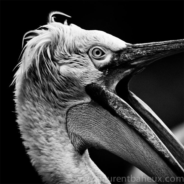 decouvrez-les-animaux-dafrique-comme-vous-ne-les-avez-jamais-vus-avec-les-exceptionnelles-photographies-de-laurent5