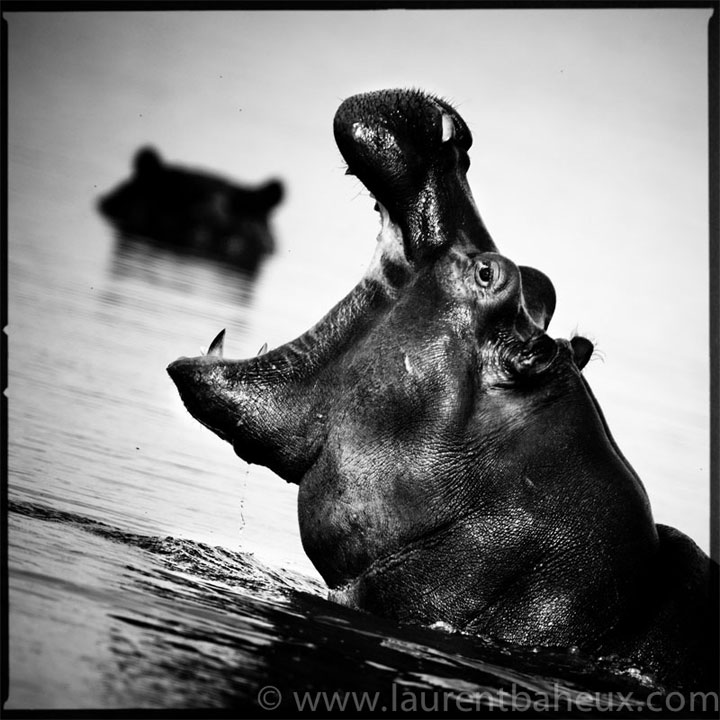 decouvrez-les-animaux-dafrique-comme-vous-ne-les-avez-jamais-vus-avec-les-exceptionnelles-photographies-de-laurent6