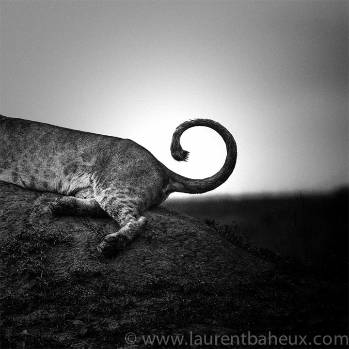 decouvrez-les-animaux-dafrique-comme-vous-ne-les-avez-jamais-vus-avec-les-exceptionnelles-photographies-de-laurent7