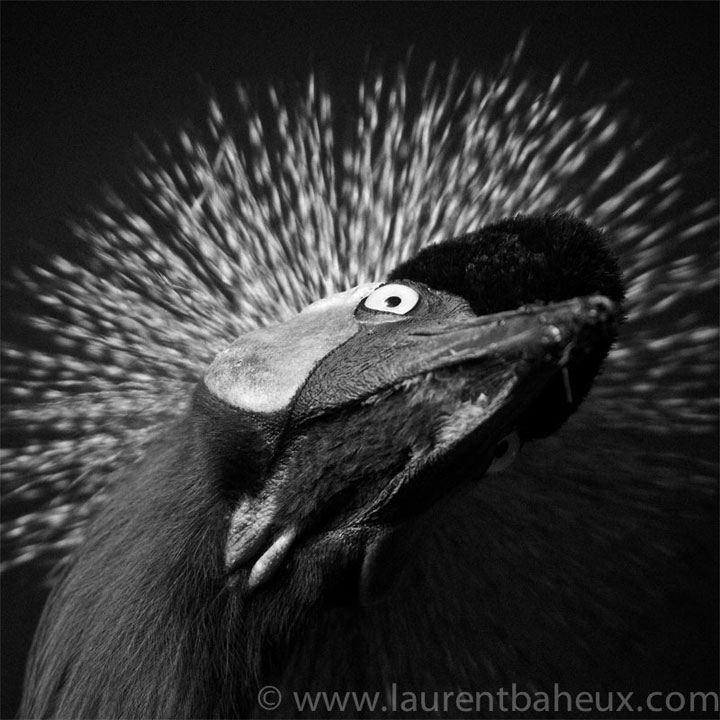 decouvrez-les-animaux-dafrique-comme-vous-ne-les-avez-jamais-vus-avec-les-exceptionnelles-photographies-de-laurent8