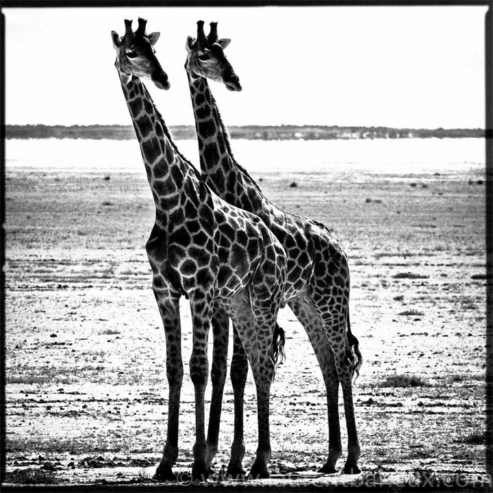 decouvrez-les-animaux-dafrique-comme-vous-ne-les-avez-jamais-vus-avec-les-exceptionnelles-photographies-de-laurent9