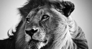 decouvrez-les-animaux-sauvage-dafrique-comme-vous-ne-les-avez-jamais-vus-avec-les-cliches-exceptionnels-de-laurent-une