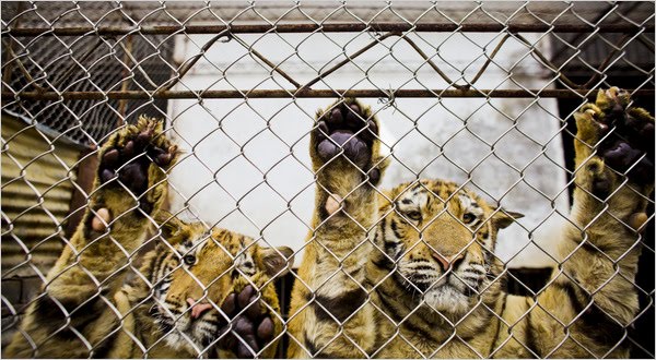 des-tigres-sont-affames-et-maltraites-pour-ensuite-etre-transformes-en-vin-hors-de-prix5