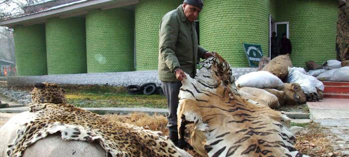 _des-tigres-sont-affames-et-maltraites-pour-ensuite-etre-transformes-en-vin-hors-de-prix7