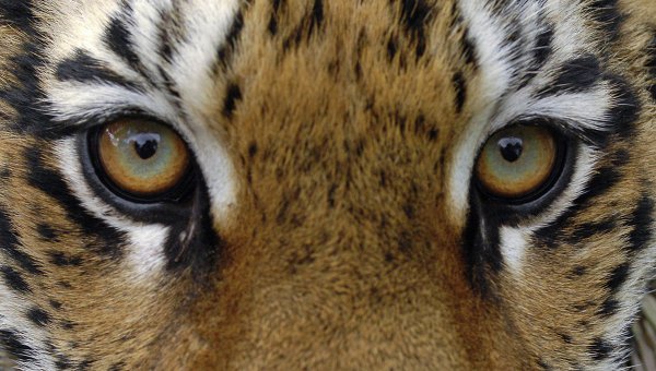 en-chine-des-criminels-detournent-la-loi-en-affamant-des-tigres-jusqua-leur-mort-afin-de-produire-du-vin1