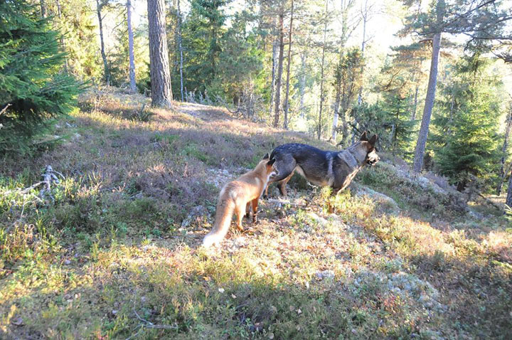 faites-le-plein-de-tendresse-avec-cette-magnifique-histoire-damitie-entre-un-chien-et-un-renard1