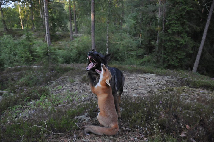 faites-le-plein-de-tendresse-avec-cette-magnifique-histoire-damitie-entre-un-chien-et-un-renard10