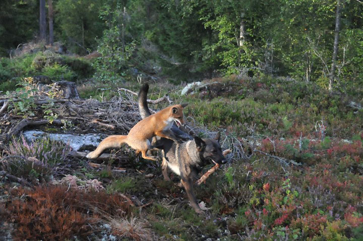 faites-le-plein-de-tendresse-avec-cette-magnifique-histoire-damitie-entre-un-chien-et-un-renard11
