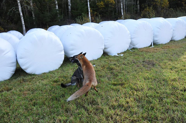faites-le-plein-de-tendresse-avec-cette-magnifique-histoire-damitie-entre-un-chien-et-un-renard12