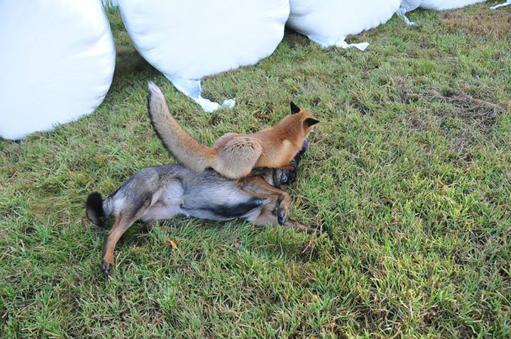 faites-le-plein-de-tendresse-avec-cette-magnifique-histoire-damitie-entre-un-chien-et-un-renard13