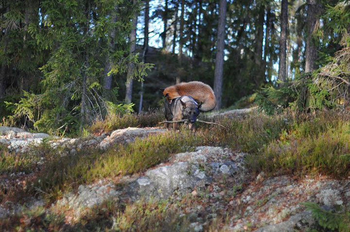 faites-le-plein-de-tendresse-avec-cette-magnifique-histoire-damitie-entre-un-chien-et-un-renard15