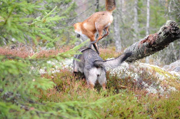 faites-le-plein-de-tendresse-avec-cette-magnifique-histoire-damitie-entre-un-chien-et-un-renard16