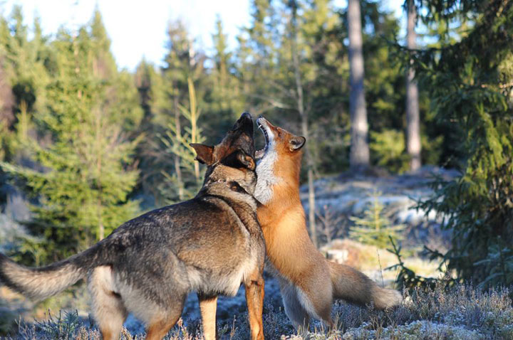 faites-le-plein-de-tendresse-avec-cette-magnifique-histoire-damitie-entre-un-chien-et-un-renard19