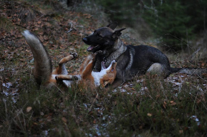 faites-le-plein-de-tendresse-avec-cette-magnifique-histoire-damitie-entre-un-chien-et-un-renard2