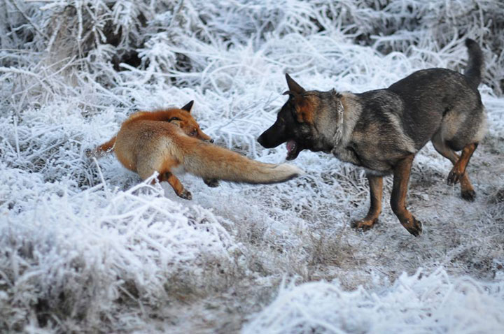 faites-le-plein-de-tendresse-avec-cette-magnifique-histoire-damitie-entre-un-chien-et-un-renard20