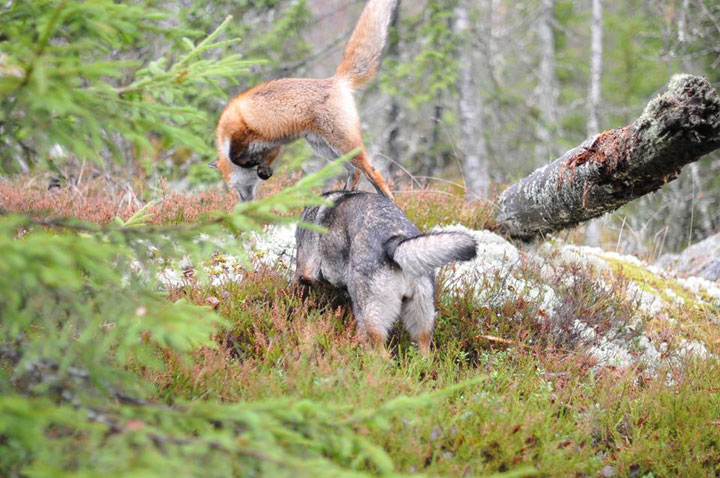 faites-le-plein-de-tendresse-avec-cette-magnifique-histoire-damitie-entre-un-chien-et-un-renard22