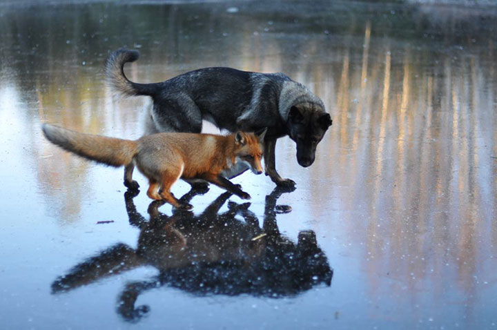 faites-le-plein-de-tendresse-avec-cette-magnifique-histoire-damitie-entre-un-chien-et-un-renard23