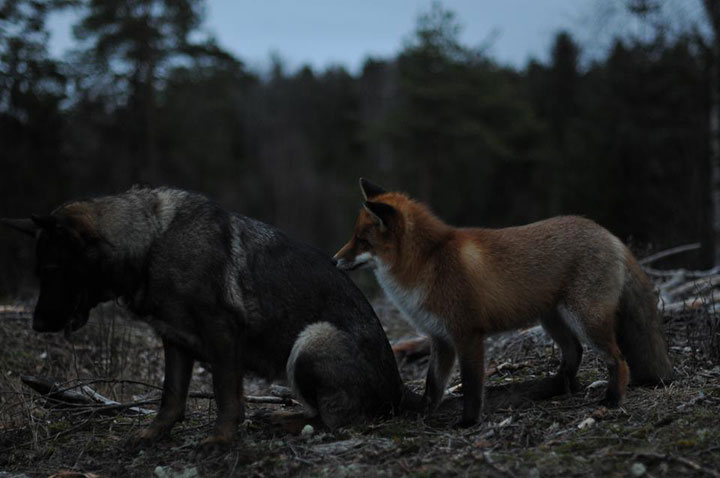 faites-le-plein-de-tendresse-avec-cette-magnifique-histoire-damitie-entre-un-chien-et-un-renard24