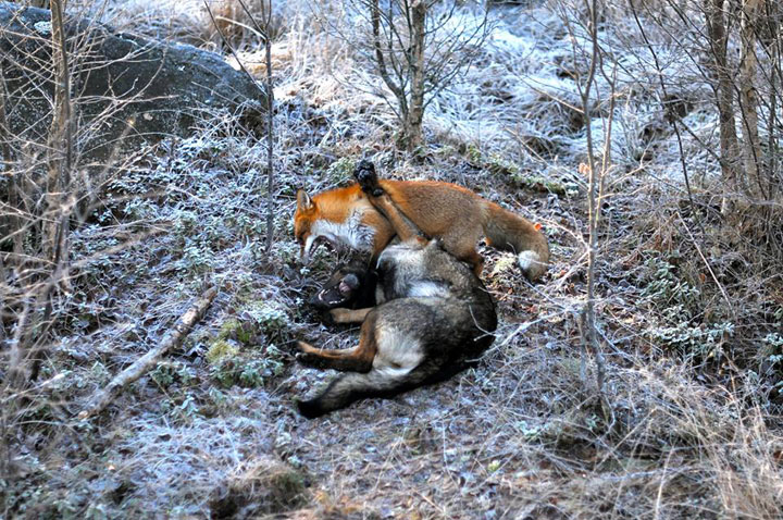 faites-le-plein-de-tendresse-avec-cette-magnifique-histoire-damitie-entre-un-chien-et-un-renard27