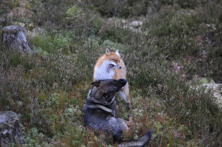 faites-le-plein-de-tendresse-avec-cette-magnifique-histoire-damitie-entre-un-chien-et-un-renard29