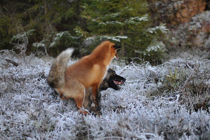 faites-le-plein-de-tendresse-avec-cette-magnifique-histoire-damitie-entre-un-chien-et-un-renard30