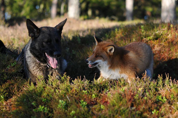 faites-le-plein-de-tendresse-avec-cette-magnifique-histoire-damitie-entre-un-chien-et-un-renard31