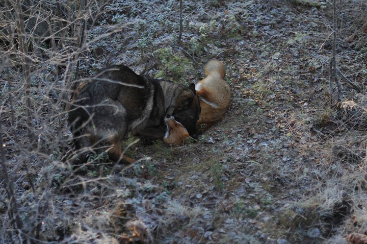 faites-le-plein-de-tendresse-avec-cette-magnifique-histoire-damitie-entre-un-chien-et-un-renard32