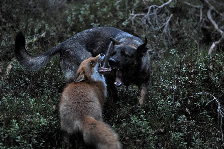 faites-le-plein-de-tendresse-avec-cette-magnifique-histoire-damitie-entre-un-chien-et-un-renard35