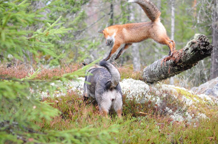 faites-le-plein-de-tendresse-avec-cette-magnifique-histoire-damitie-entre-un-chien-et-un-renard38