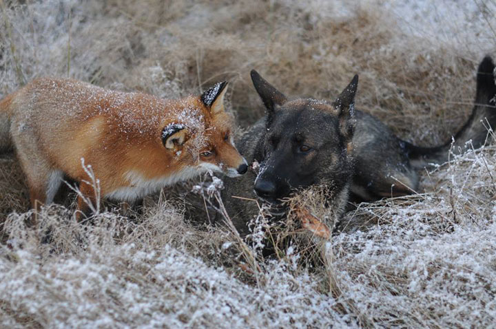 faites-le-plein-de-tendresse-avec-cette-magnifique-histoire-damitie-entre-un-chien-et-un-renard39