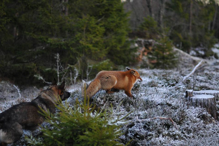 faites-le-plein-de-tendresse-avec-cette-magnifique-histoire-damitie-entre-un-chien-et-un-renard4