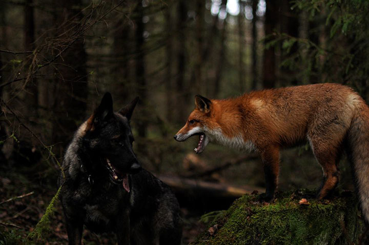 faites-le-plein-de-tendresse-avec-cette-magnifique-histoire-damitie-entre-un-chien-et-un-renard45